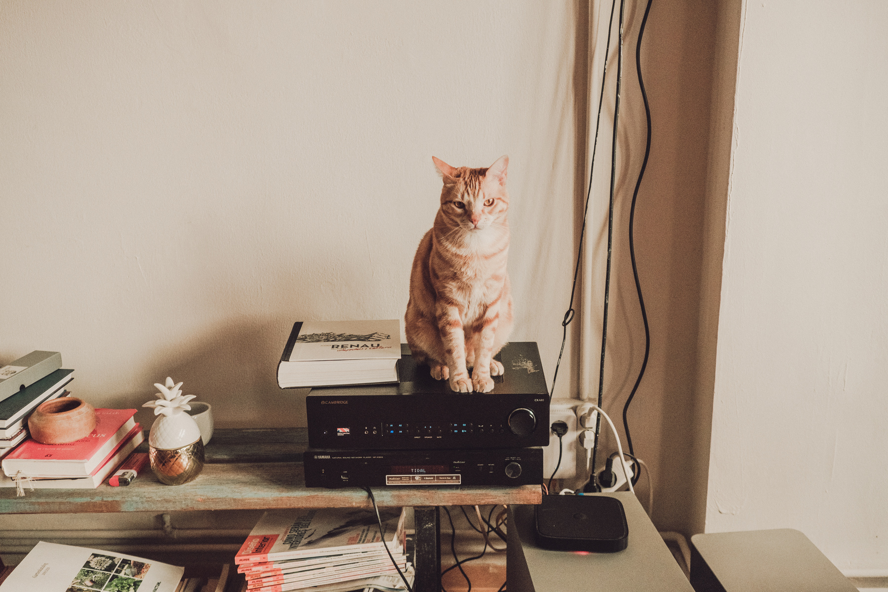 Cat Sitting on Tuning System in Studio